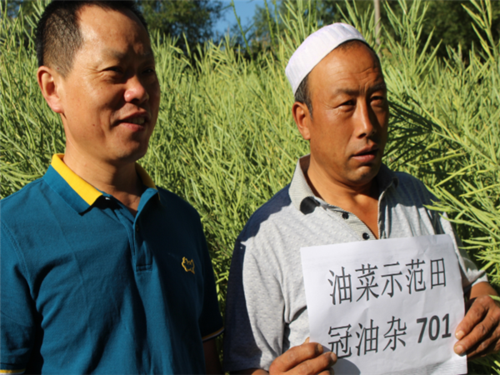 冠油杂701农民喜获丰收
